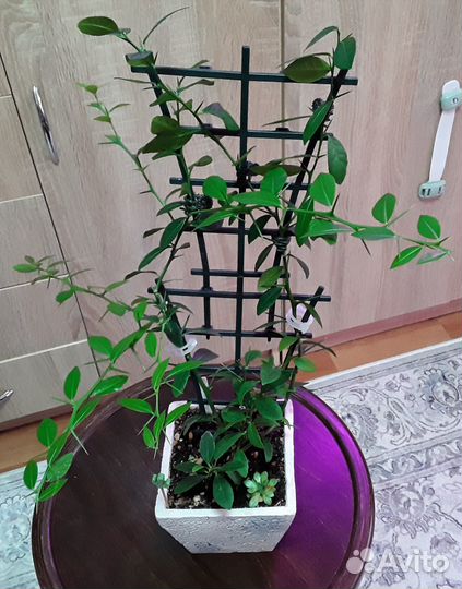 Разные домашние растения на срез и укорененные