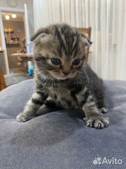 Шотландский вислоухий котенок