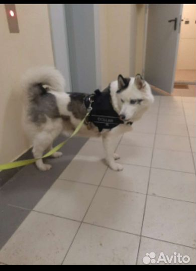 Выгул собак