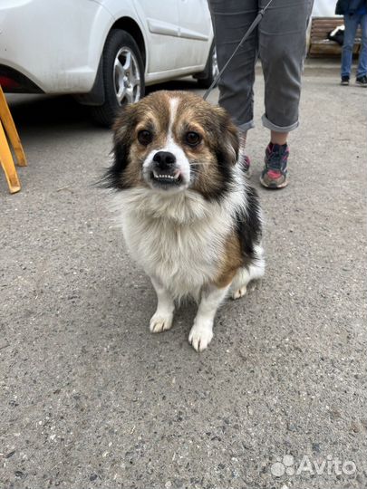 Очаровательный маленький пушистик в хорошие руки