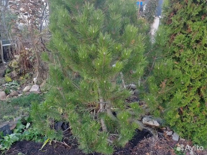 Сосна горная высота3.5 м