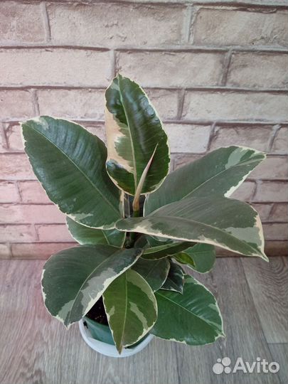 Фикус Tineke, Abidjan