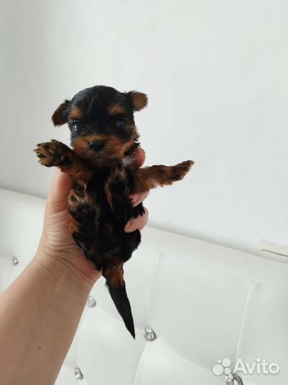 Йоркширские терьеры