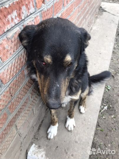 Великан в добрые руки