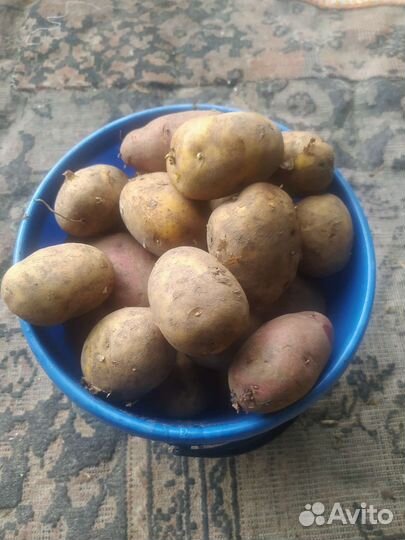 Продам картофель