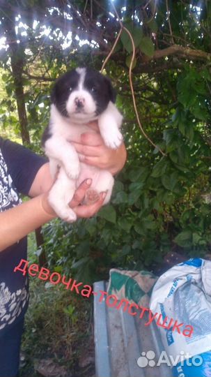 Щеночки ищут дом