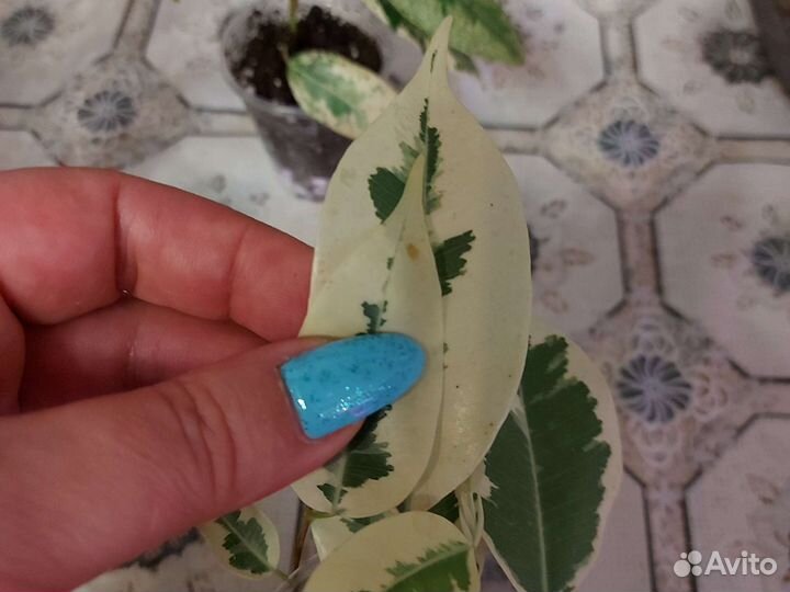 Фикусы Бенжамина Де гантель,Старлайт,Твилайт