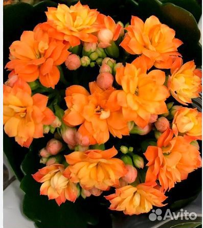 Каланхоэ каландива оранж детка в керамике