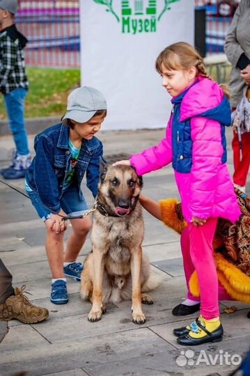 Кинолог. Дрессировка собак