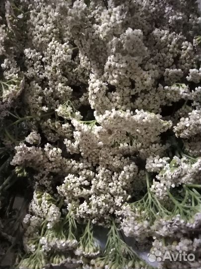 Тысячелистник трава, соцветья