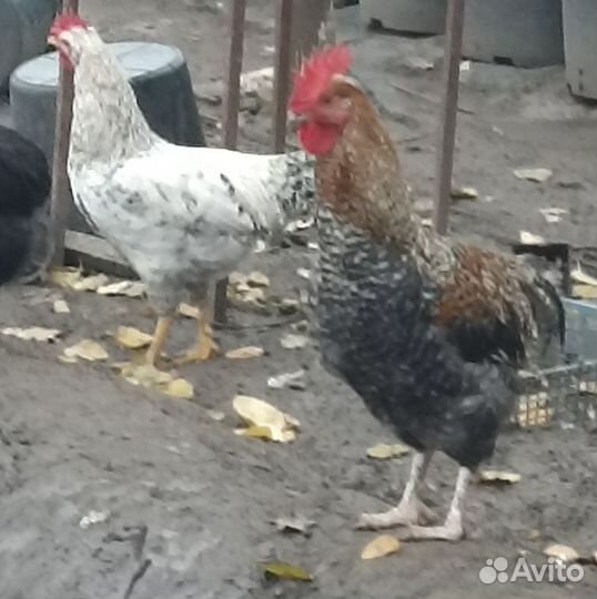 Молодые петухи