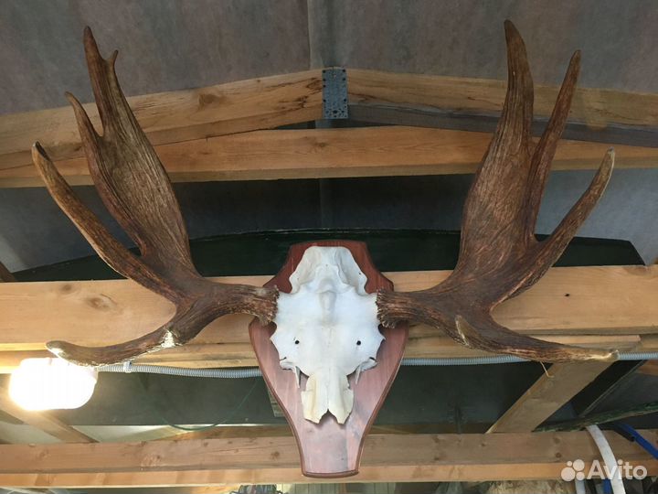 Рога лося на медальоне