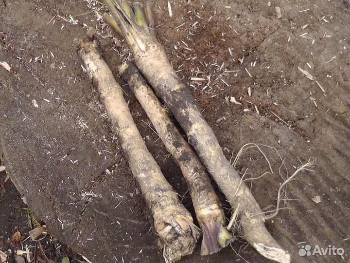 Корень хрена