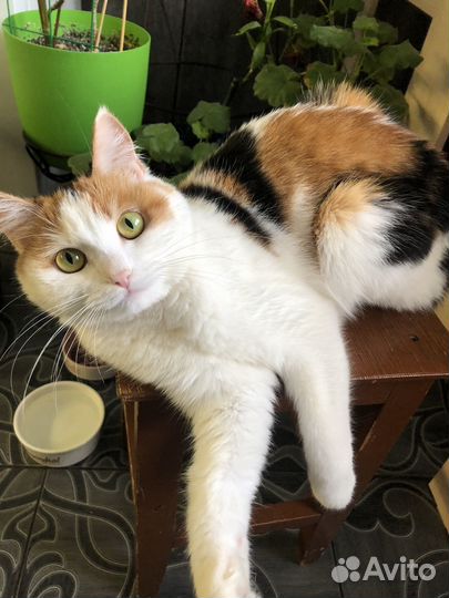 Лапочка девочка