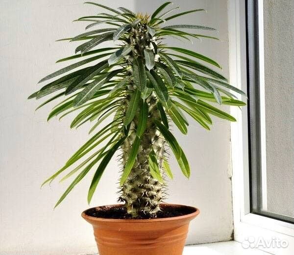 Пахиподиум Ламера семена