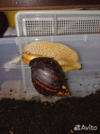 Улитки ахатины