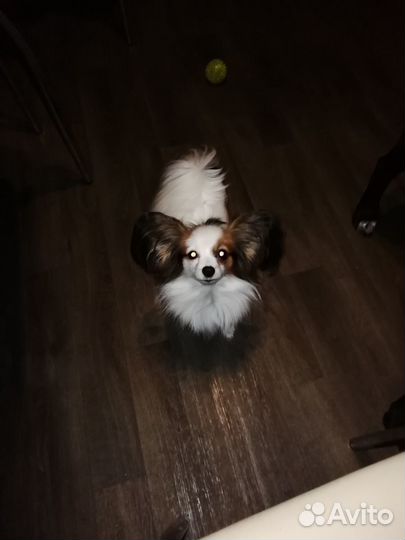 Передержка животных