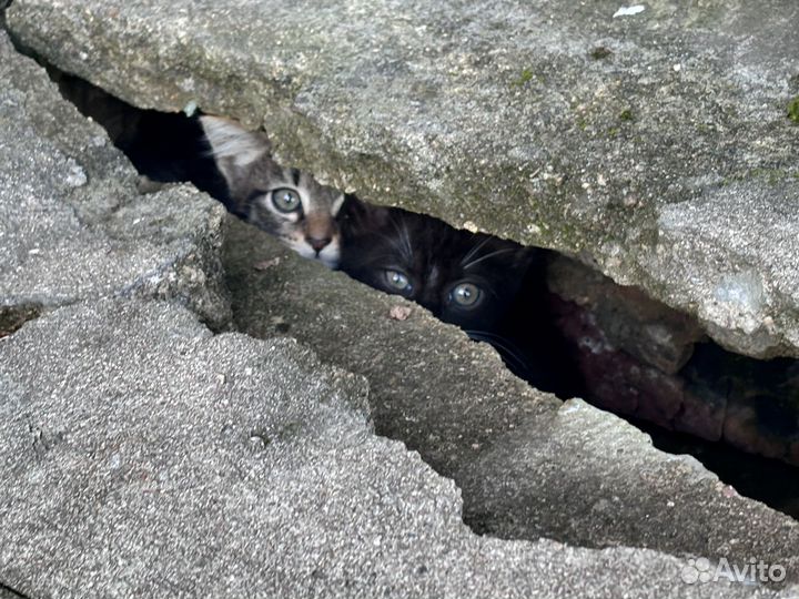 Котята ищут дом