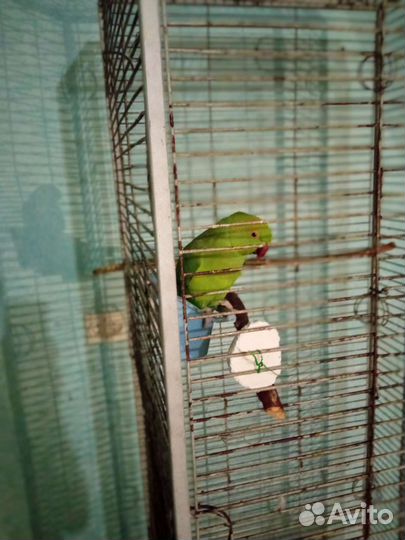 Ожереловый попугай самка