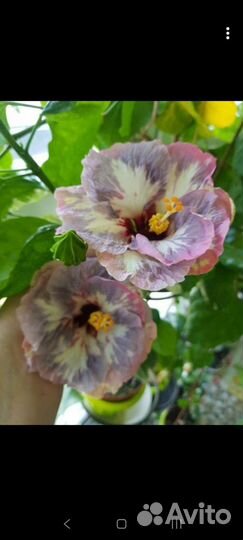 Флоридский гибискус Chalcedony