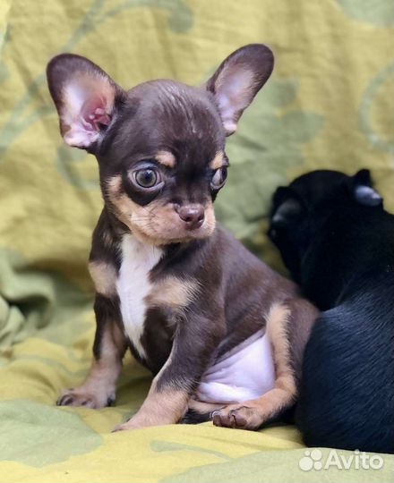 Щенки чихуахуа мальчик