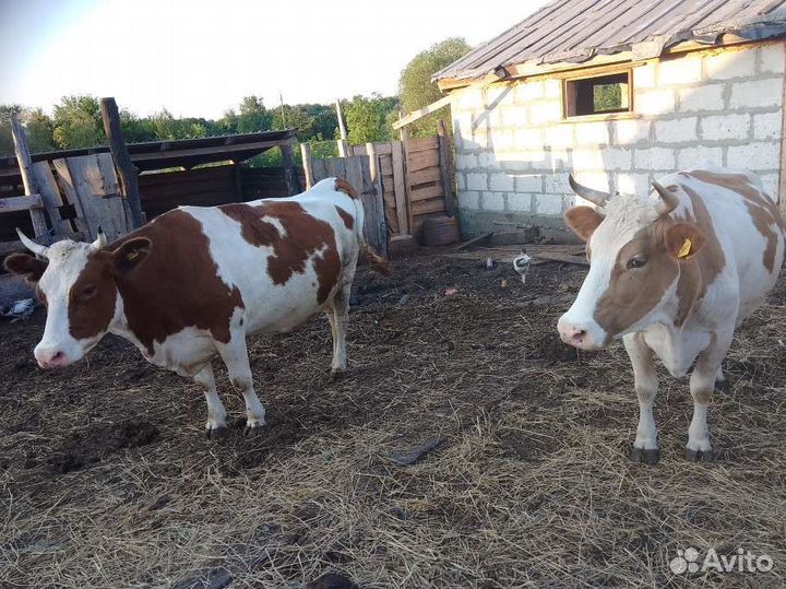 Коровы дойные