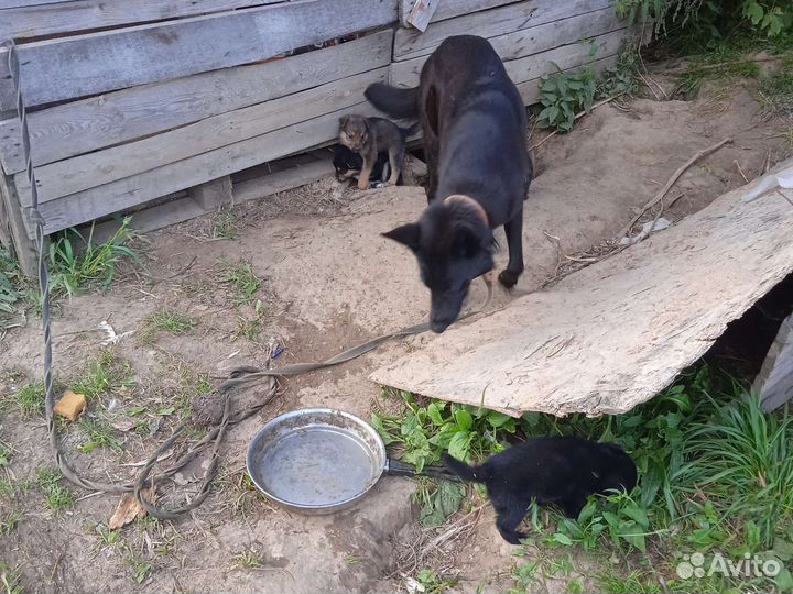 Собака в добрые руки отдам бесплатно