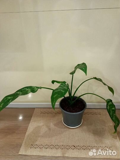 Аглаонема Мария