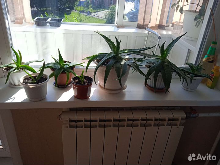 Алоэ лечебный