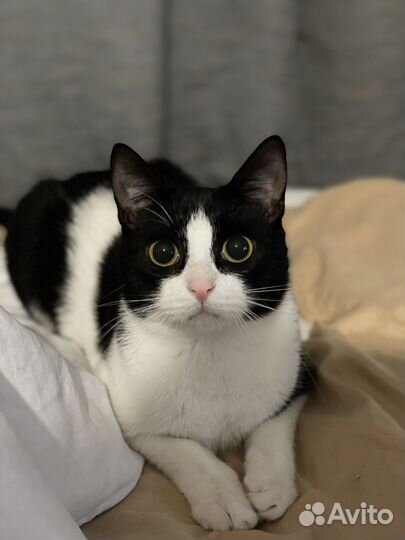 Коты бесплатно