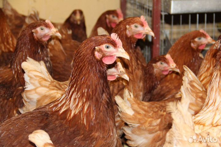 Бесплатно Доставка кур по Ярославской области