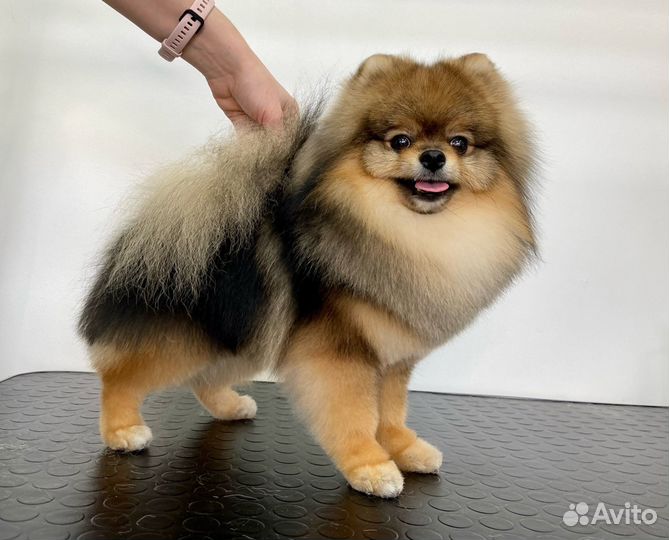 Груминг салон: стрижка собак и кошек