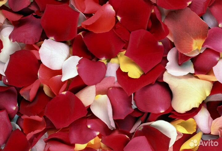 Лепестки роз