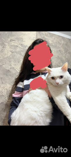 Кот турецкая ангора