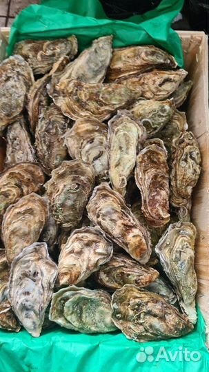 Живые устрицы