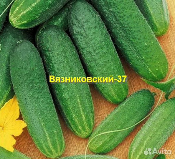 Огурцы из СССР - комплект 3 сорта по 20+ семян