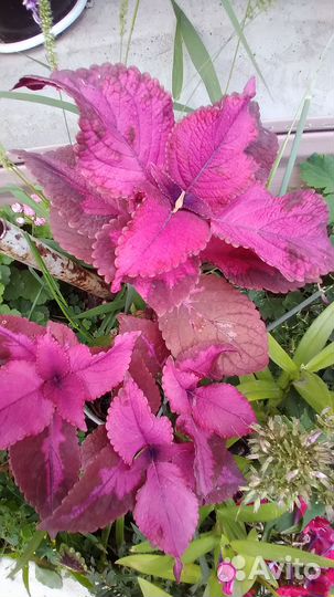 Колеусы сортовые вегетативные на срез от 50р