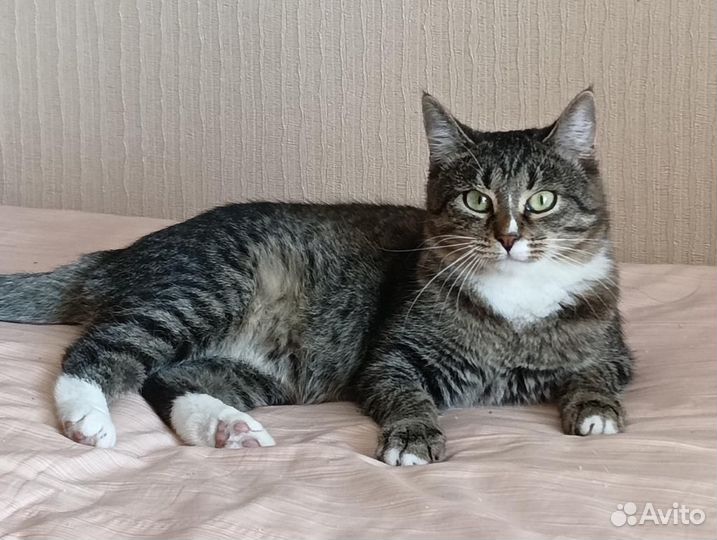 Большеглазая полосатая кошечка ищет дом