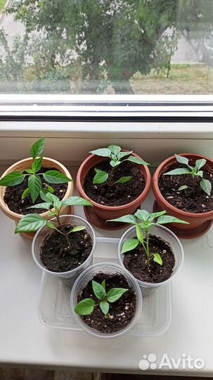 Рассада перчика комнатного