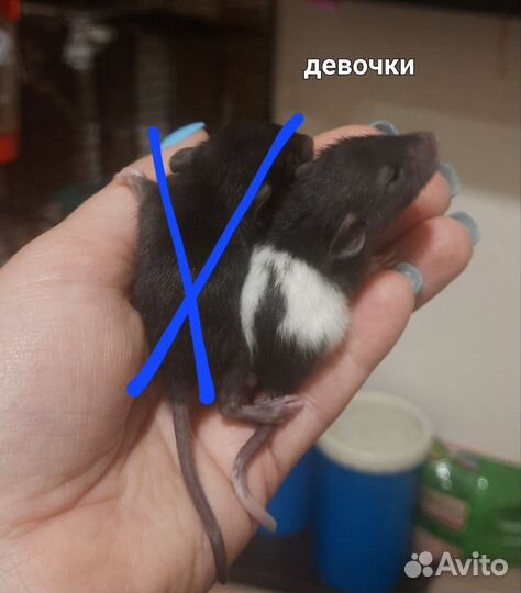Крысята Дамбо