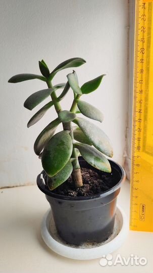 Денежное дерево толстянка