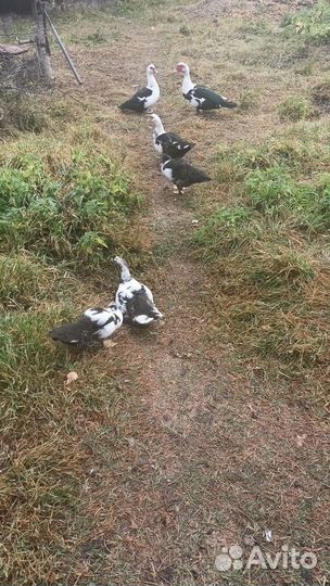 Селезень индоутки