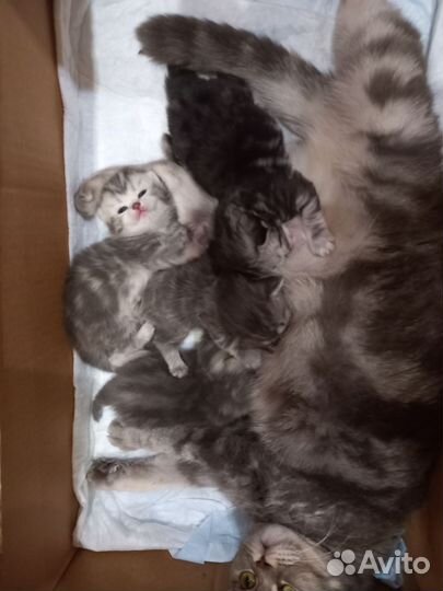 Шотландские котята