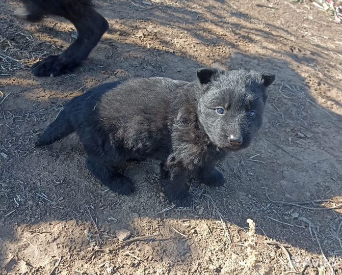 Немецкая овчарка