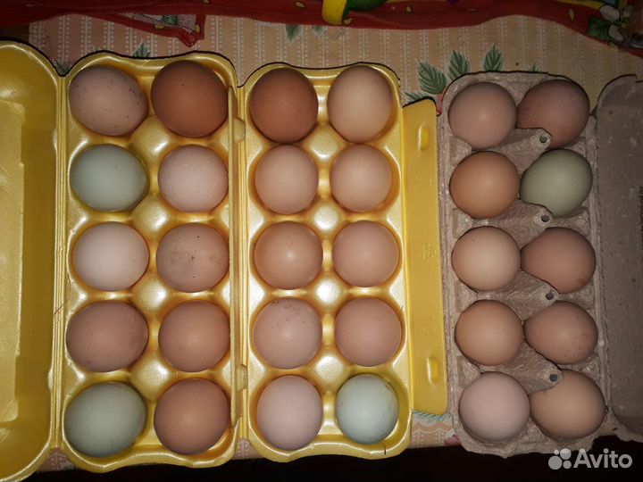 Яйца, молоко, сыр