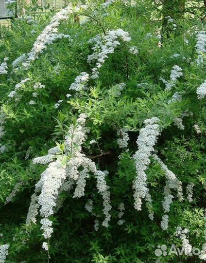 Спирея серая Грефшейм,пузыреплодник,многолетники