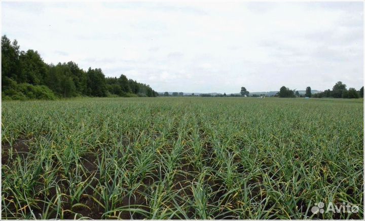 Привлекаю инвестиции для масштабирования произ-ва