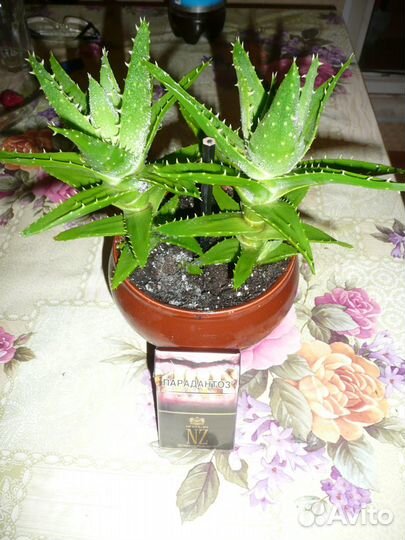 Крупные цветы (кактусы, денежное дерево и алоэ)