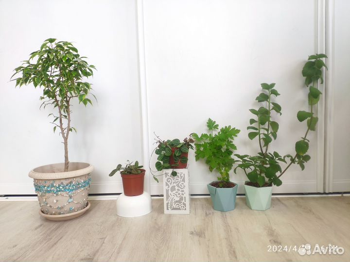 Комнатные растения, цветы разные