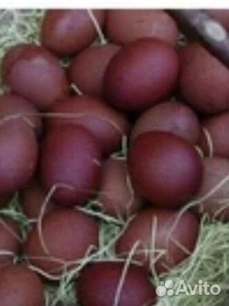 Инкубационное яйцо и цыплята